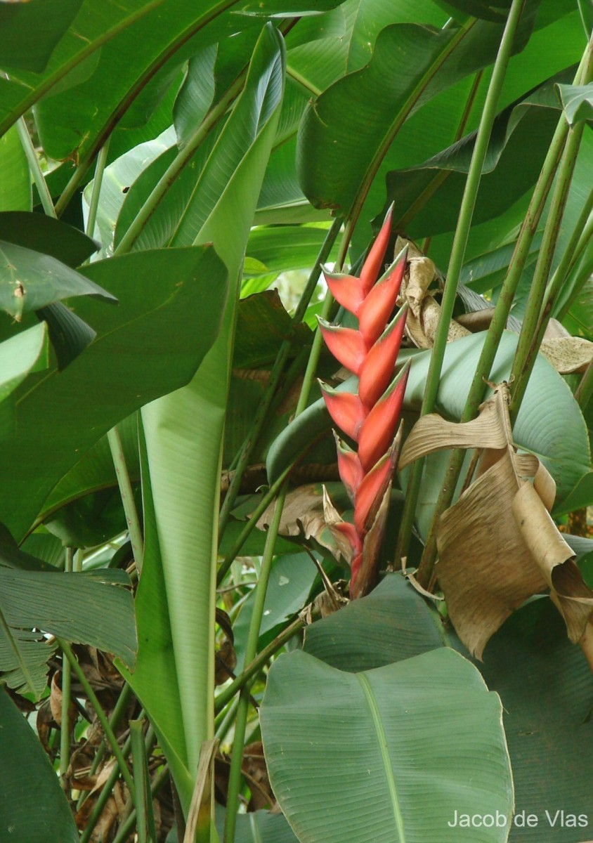 Heliconia bihai (L.) L.